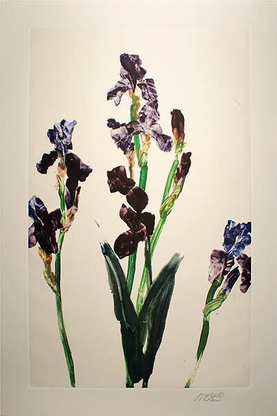 Purple Iris