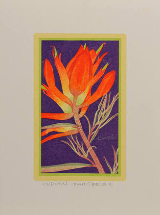 Indian Paintbrush
