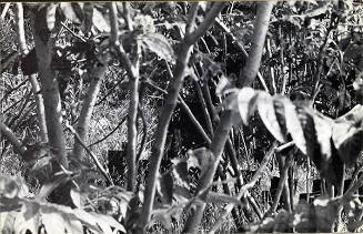 100 Boots In The Bush (Solana Beach, California)