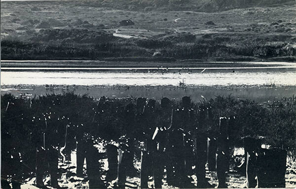 100 Boots In The Marsh (San Elijo Lagoon, California)