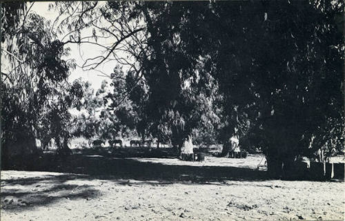 100 Boots In The Grove (Sorrento Valley, California)