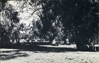 100 Boots In The Grove (Sorrento Valley, California)