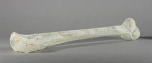 Large bone