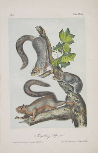 Migratory Squirrel