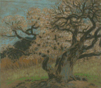 The Bishop's Apricot (study)
