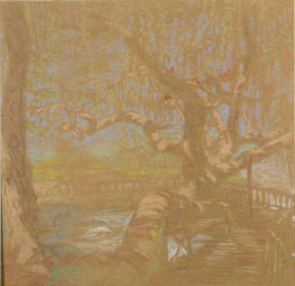 Live Oak - Landa Park (sketch)