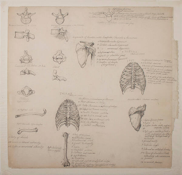 17 Sketches of Human Bones