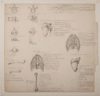 17 Sketches of Human Bones