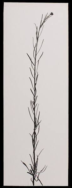 Weed in Glen Canyon, Christmas