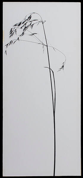 A Weed from Glen Canyon
