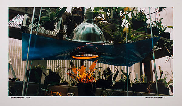 Orchard Gestatio 2004 (from the series Chromatherapy)