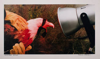 Bald Eagle - National Wildlife Research Center, Fort Collins, Colorado 2004/2005 (from the series Chromatherapy)


