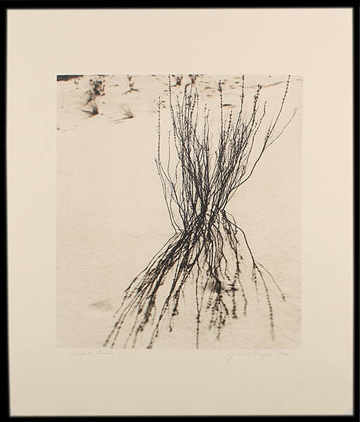 Weed, White Sands, New Mexico