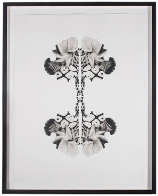 Morphogenic (Radial)