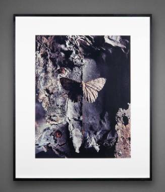 Geometrid: Evolution of Light into Dark