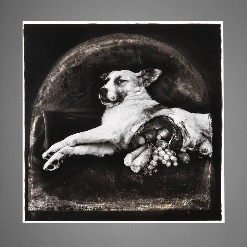 The Result of War: The Cornucopian Dog