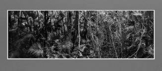Everglades