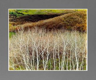 White Aspens and Hillside, Near Steamboat Springs, Colorado