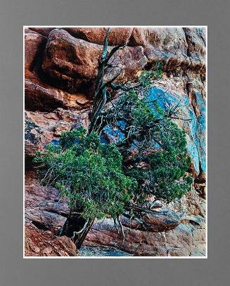 Juniper Tree, Arches National Monument, Utah