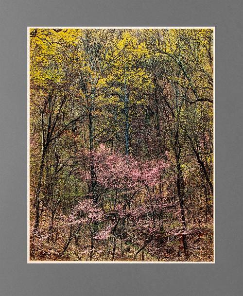 Redbud and Tulip Poplar, Near Foothills Parkway, Great Smoky Mountains National Park, North Carolina