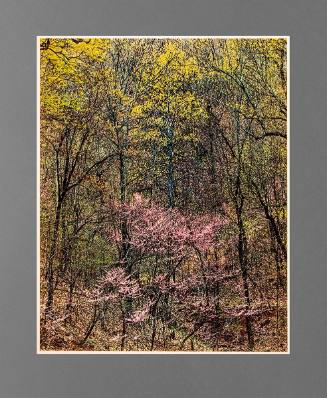 Redbud and Tulip Poplar, Near Foothills Parkway, Great Smoky Mountains National Park, North Carolina