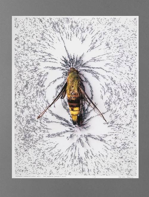 Alternative Alternative Energy A[2]E: Moth Generator [Magnetic Moth]
