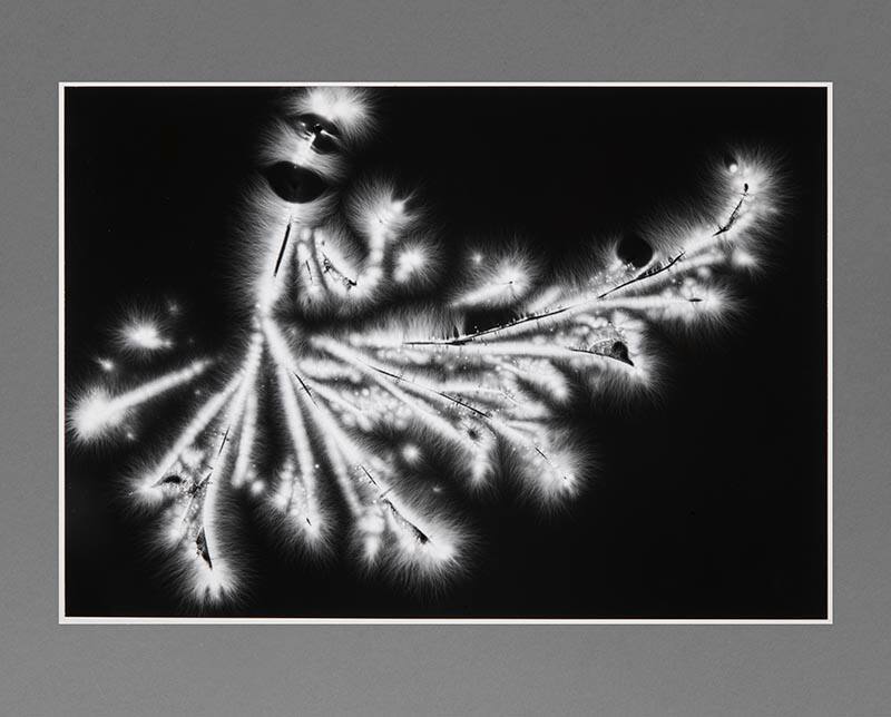 Metaflora