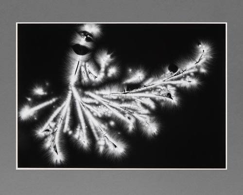 Metaflora