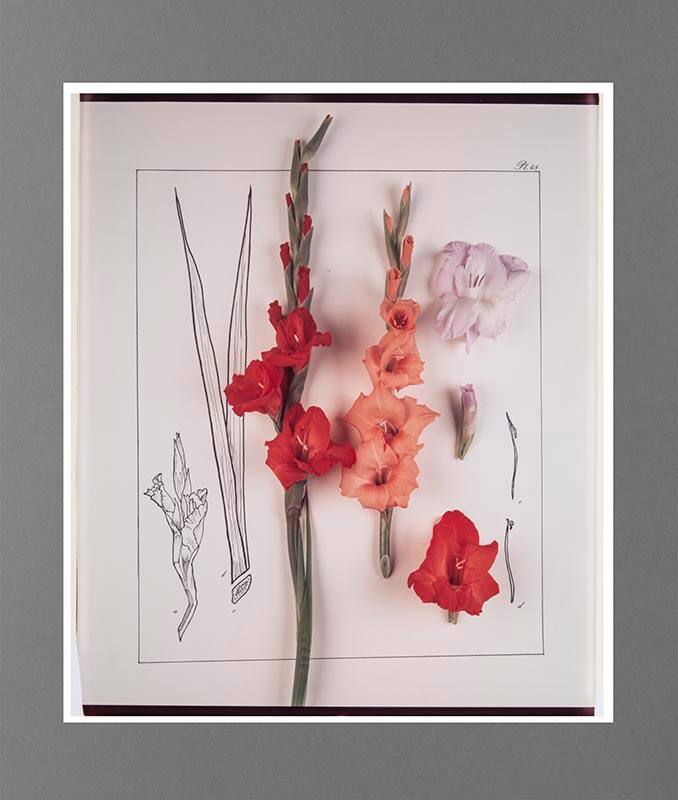 Gladiola
