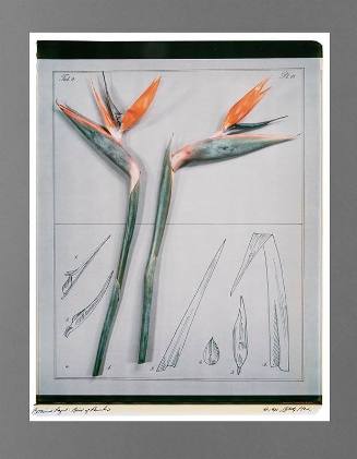 Bird of Paradise