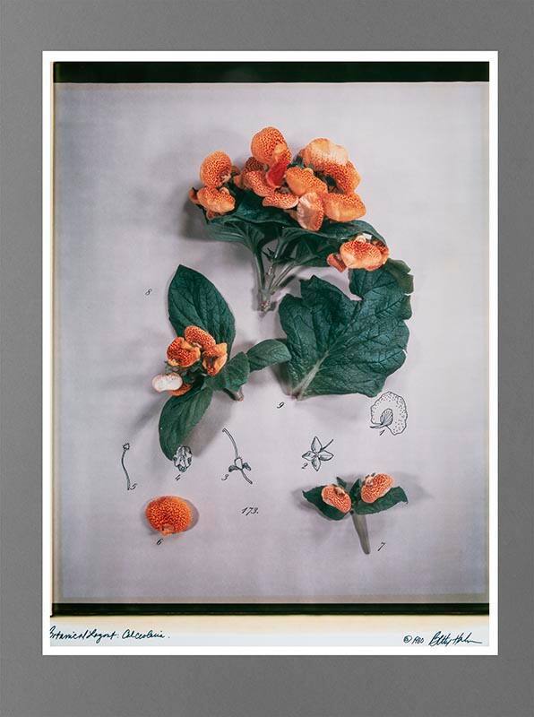 Calceolaria