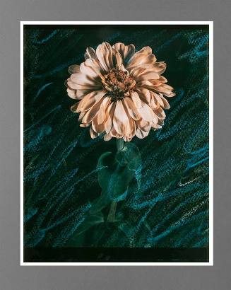 Hot Flower Variation