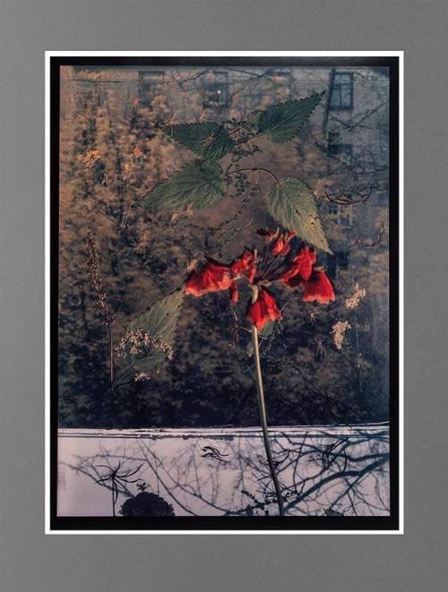 Untitled (Red Flower in Window)