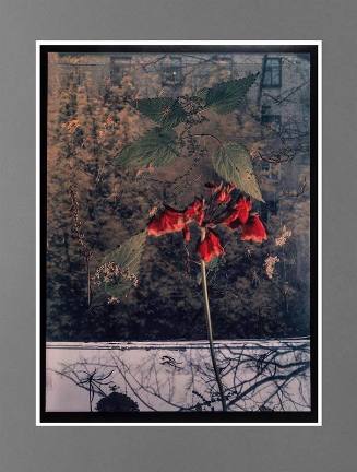Untitled (Red Flower in Window)