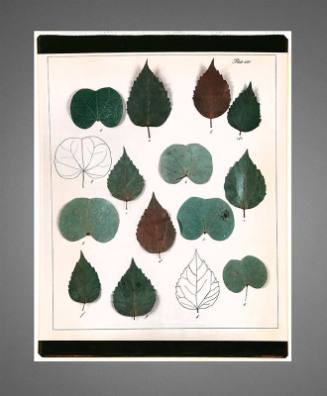 Botanical Layout: Leaves