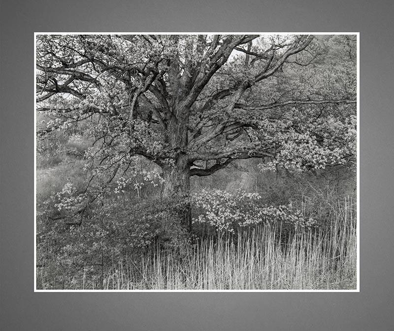 Oak Tree