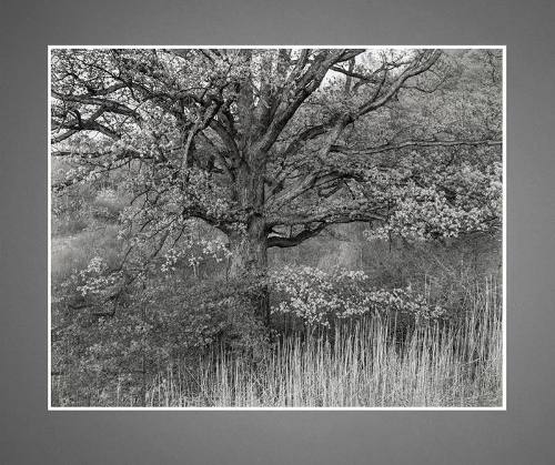 Oak Tree