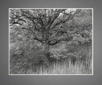 Oak Tree