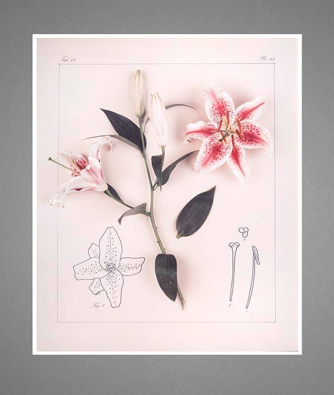 Stargazer Lily