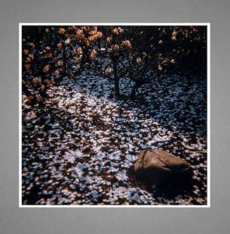 Rock with Fallen Blossoms, Ryoan-ji, Kyoto, Japan