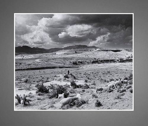 The Little Shepherd