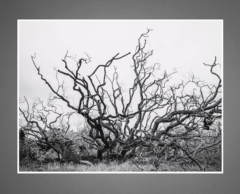 Nude, Koa Tree