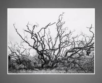 Nude, Koa Tree