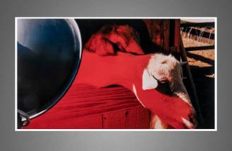 Transmogrification - Biology Animal Research Facility (BARF) 2004 (from the series Chromatherapy)


