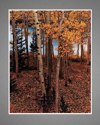 Aspens by Lake, Broadmoor Lodge, Pike National Forest, Colorado
