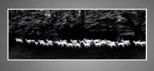 Paul Caponigro