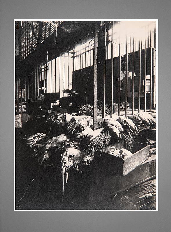 Untitled (Fish Stall at Market)