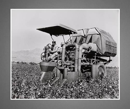 Cotton On Meliorated Land of BFK District