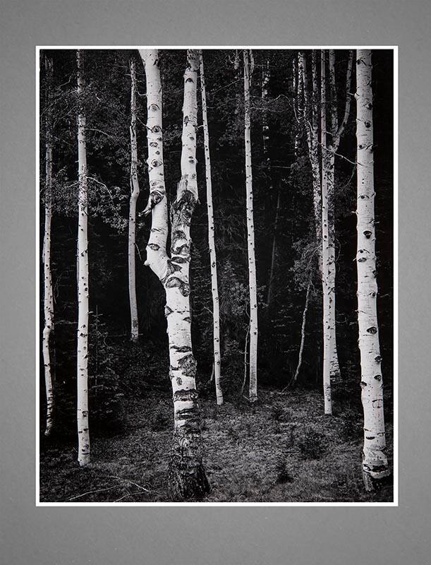 Kaibab National Forest Detail, Arizona