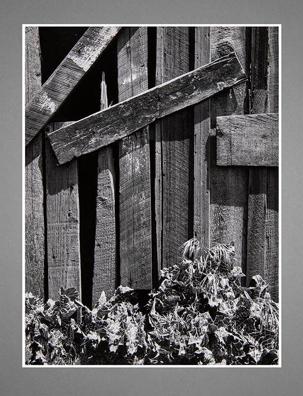 Close-up shot of weathered fence with thistles vegetation at bottom, opening in fence at top le…
